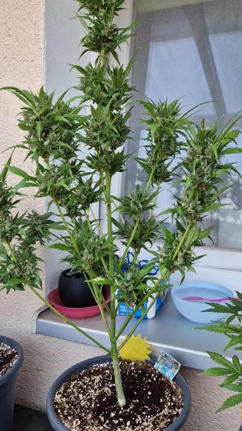Pineapple Slush XL Auto