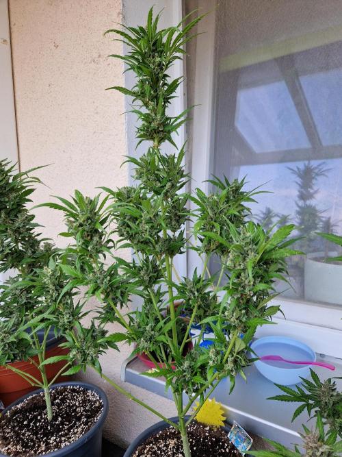 Pineapple Slush XL Auto. Week 13 - 30.07.26 