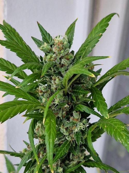 Pineapple Slush XL Auto. Week 13 - 30.07.26 
