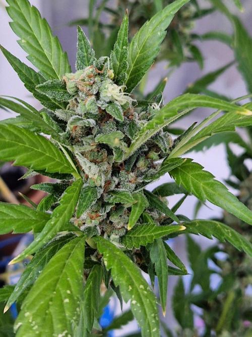Pineapple Slush XL Auto. Week 13 - 30.07.26 