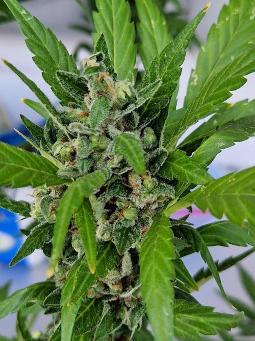 Pineapple Slush XL Auto. Week 13 - 30.07.26 
