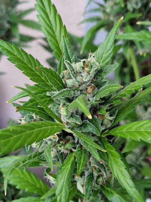 Pineapple Slush XL Auto. Week 13 - 30.07.26 