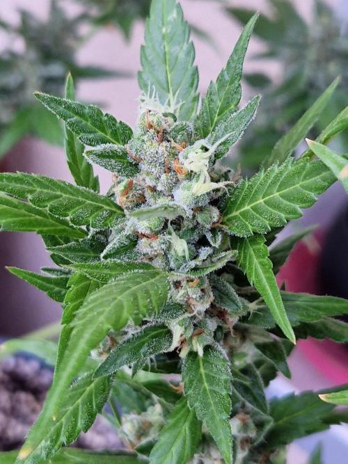 Pineapple Slush XL Auto. Week 13