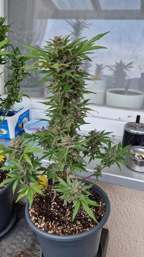 Chemical Candy Auto