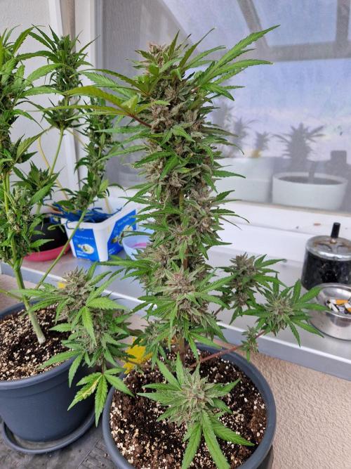 Chemical Candy Auto. Week 13 - 30.07.26 