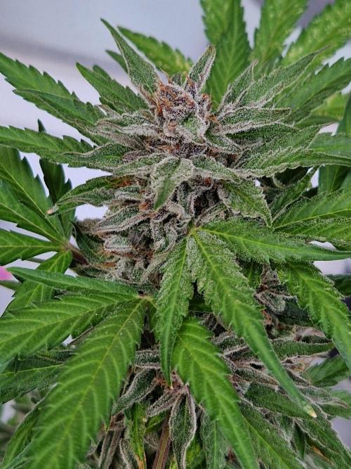 Chemical Candy Auto. Week 13 - 30.07.26 