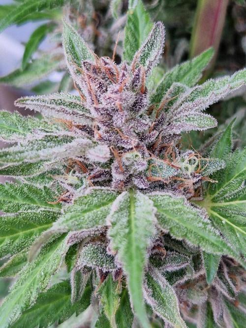 Chemical Candy Auto. Week 13 - 30.07.26 