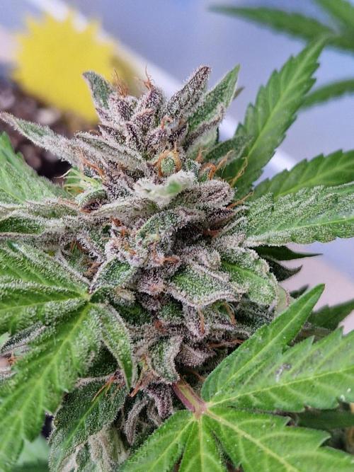 Chemical Candy Auto. Week 13 - 30.07.26 