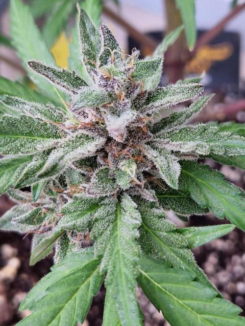 Chemical Candy Auto. Week 13 - 30.07.26 