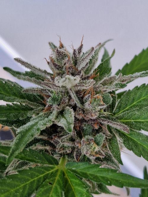 Chemical Candy Auto. Week 13 - 30.07.26 