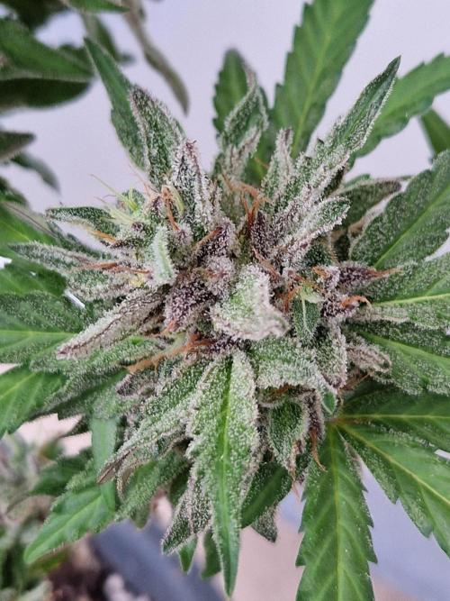 Chemical Candy Auto. Week 13 - 30.07.26 