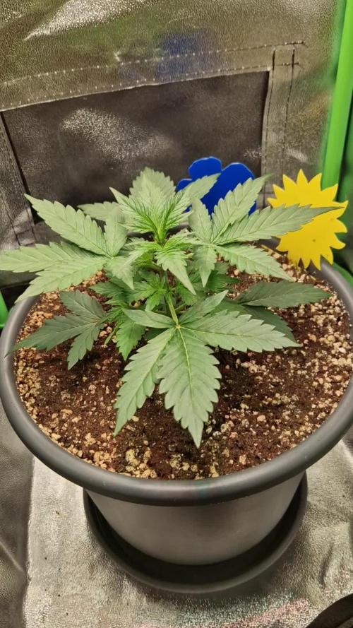 Deep Jealousy Auto