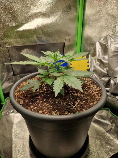 Deep Jealousy Auto. Week 3 - 30.07.26 