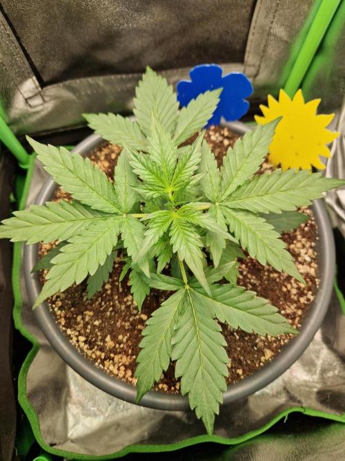 Deep Jealousy Auto. Week 3 - 30.07.26 