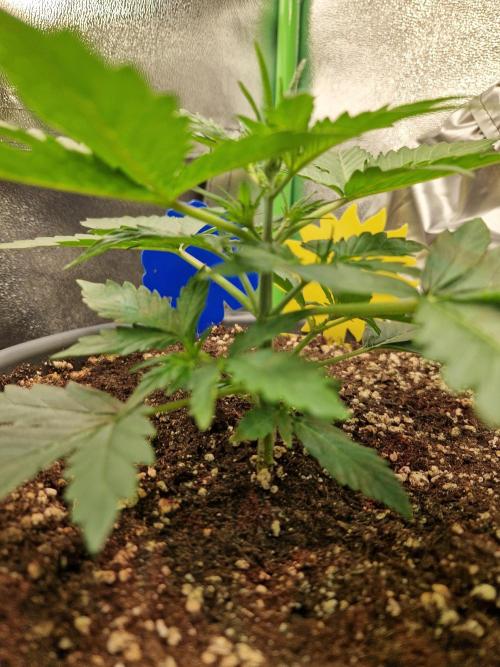 Deep Jealousy Auto. Week 3 - 30.07.26 