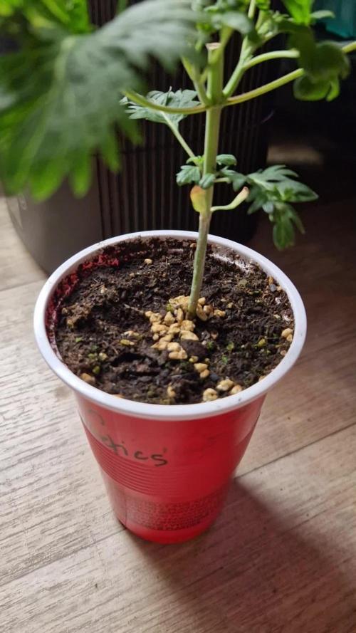 Mentha de Croco Fern Type Pheno #1