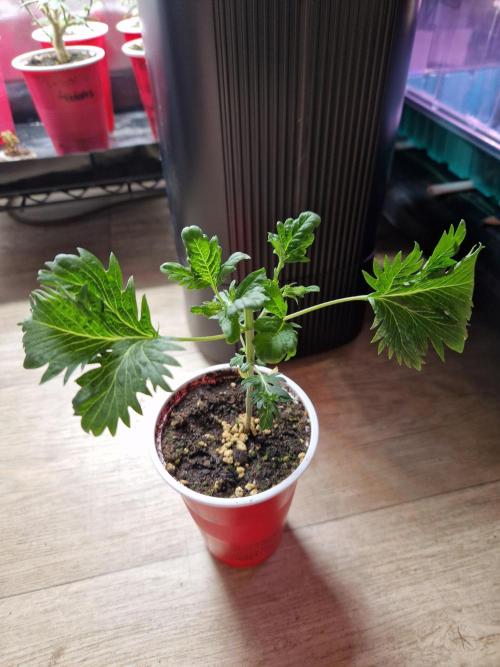 Mentha de Croco Fern Type Pheno #1. Week 5 - 30.07.26 
