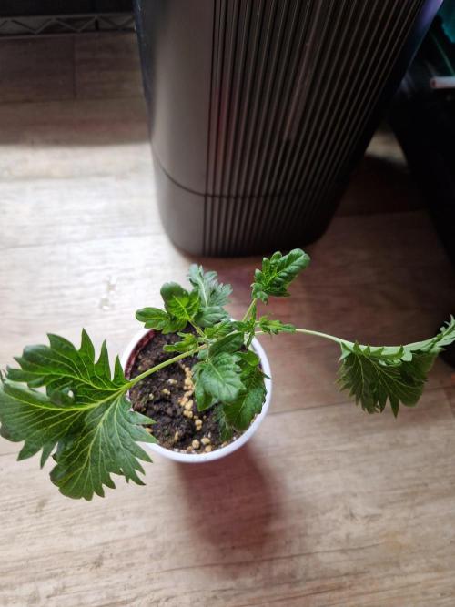 Mentha de Croco Fern Type Pheno #1. Week 5 - 30.07.26 