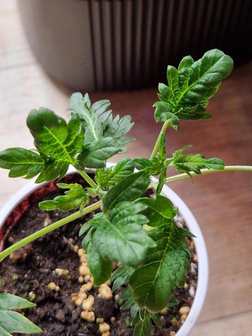 Mentha de Croco Fern Type Pheno #1. Week 5 - 30.07.26 