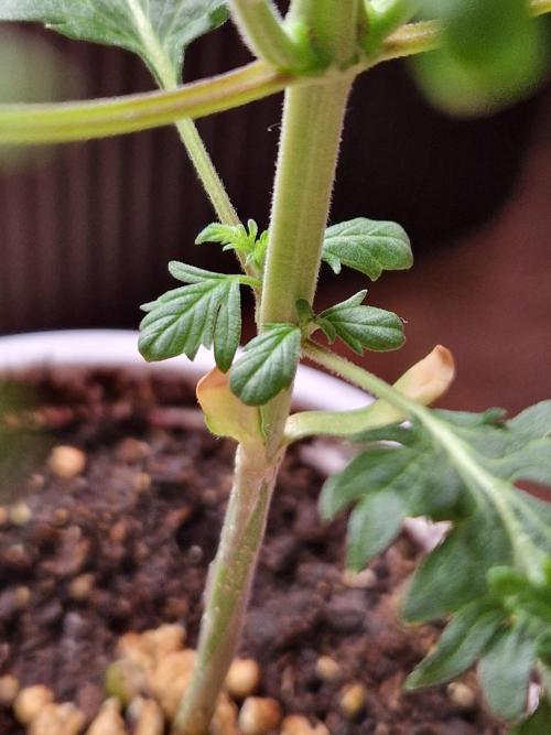 Mentha de Croco Fern Type Pheno #1. Week 5 - 30.07.26 