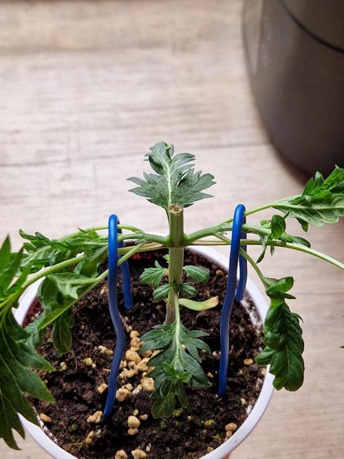 Mentha de Croco Fern Type Pheno #1. Week 5 - 30.07.26 