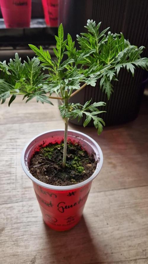 Mentha de Croco Fern Type Pheno #2