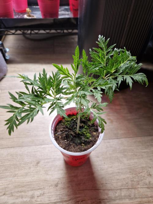 Mentha de Croco Fern Type Pheno #2. Week 5 - 30.07.26 