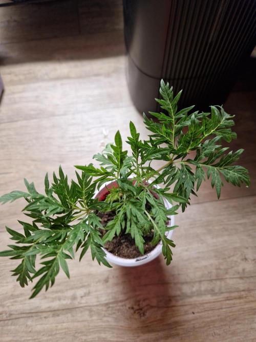 Mentha de Croco Fern Type Pheno #2. Week 5 - 30.07.26 