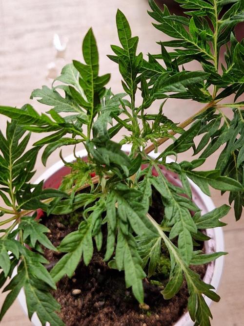 Mentha de Croco Fern Type Pheno #2. Week 5 - 30.07.26 