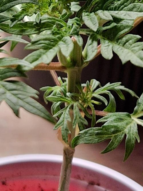 Mentha de Croco Fern Type Pheno #2. Week 5 - 30.07.26 