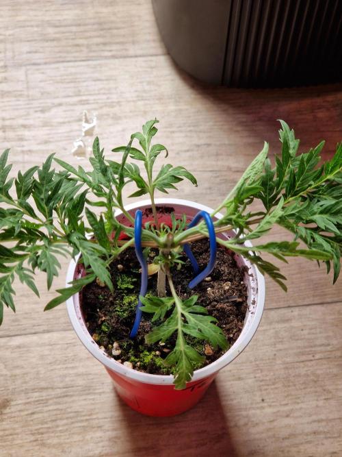 Mentha de Croco Fern Type Pheno #2. Week 5 - 30.07.26 