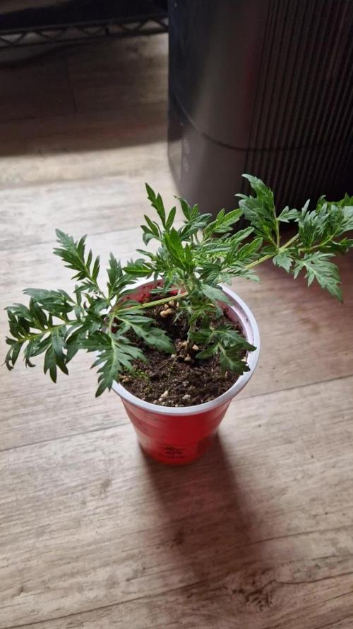Mentha de Croco Fern Type Pheno #3