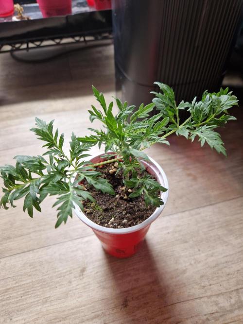 Mentha de Croco Fern Type Pheno #3. Week 5