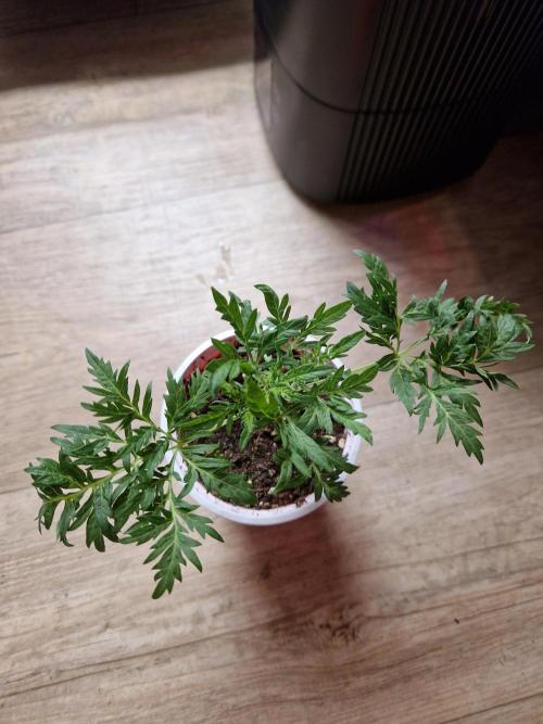 Mentha de Croco Fern Type Pheno #3. Week 5