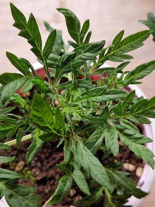 Mentha de Croco Fern Type Pheno #3. Week 5