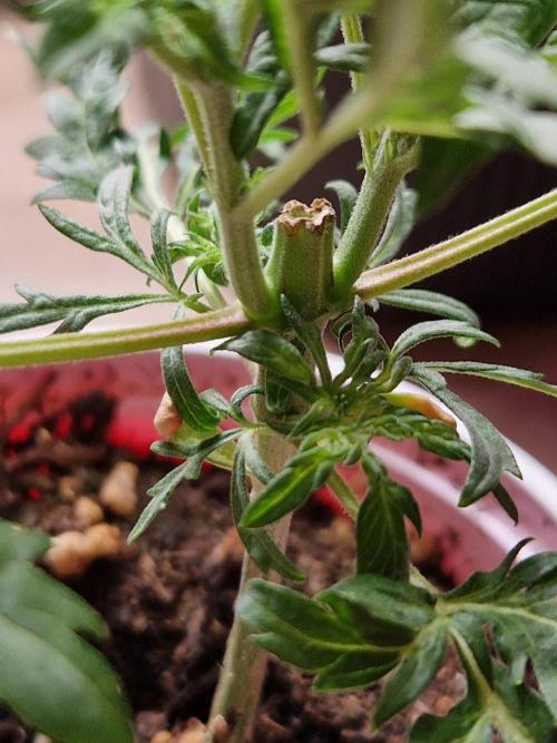 Mentha de Croco Fern Type Pheno #3. Week 5
