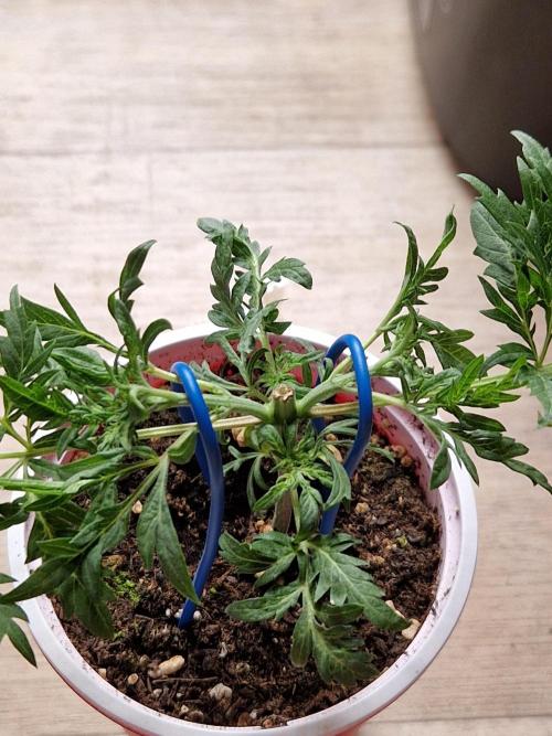 Mentha de Croco Fern Type Pheno #3. Week 5