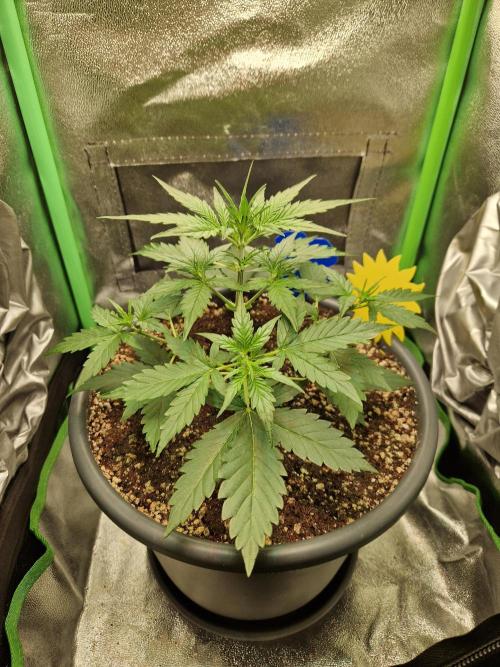 Deep Jealousy Auto. Week 3 - 02.08.26 