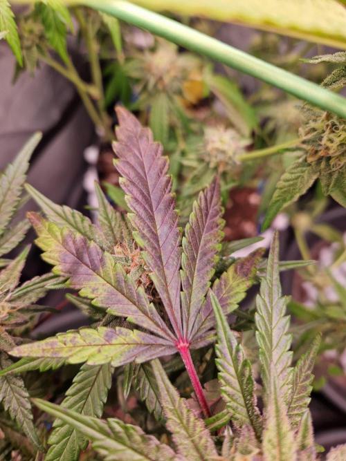 Blucci OG. Week 11 - 01.08.26 