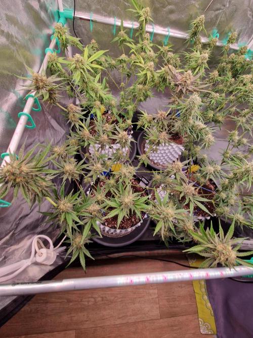 Blucci OG. Week 11 - 02.08.26 
