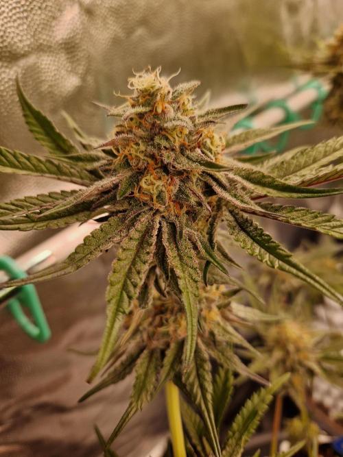 Blucci OG. Week 11 - 02.08.26 