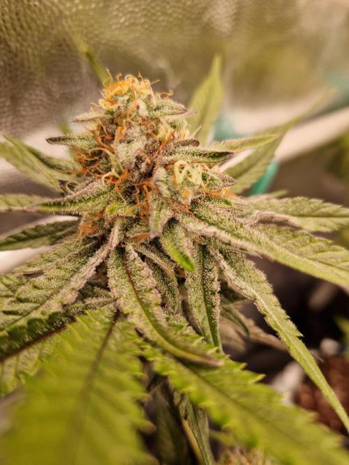Blucci OG. Week 11 - 02.08.26 
