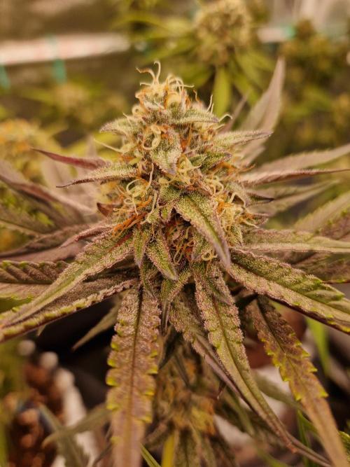 Blucci OG. Week 11 - 02.08.26 