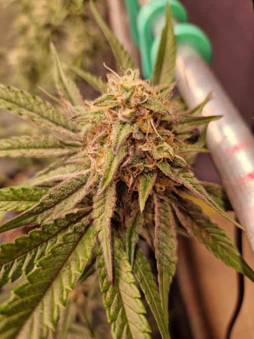 Blucci OG. Week 11 - 02.08.26 