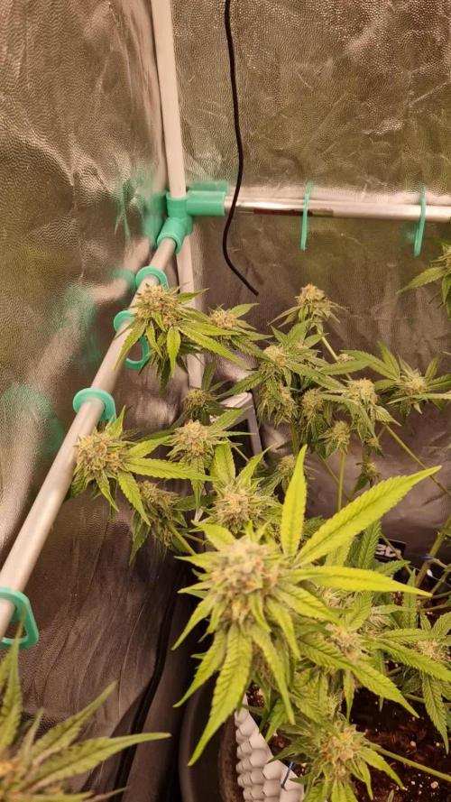 Bluzcotti Vaders Cut (2026)