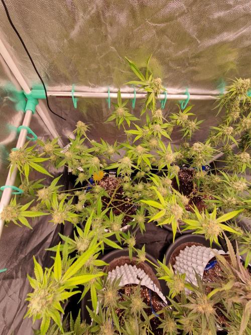 Bluzcotti Vaders Cut (2026). Week 13 - 02.08.26 