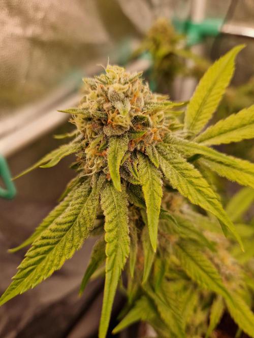 Bluzcotti Vaders Cut (2026). Week 13 - 02.08.26 