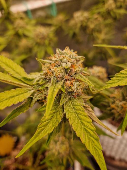 Bluzcotti Vaders Cut (2026). Week 13 - 02.08.26 