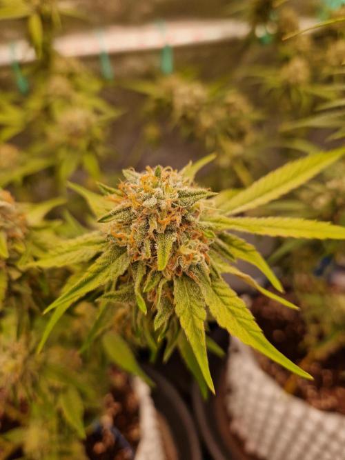 Bluzcotti Vaders Cut (2026). Week 13 - 02.08.26 