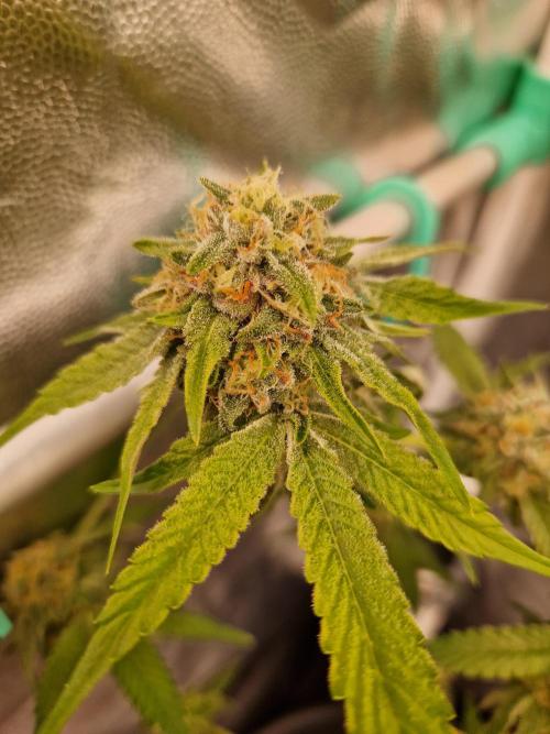 Bluzcotti Vaders Cut (2026). Week 13 - 02.08.26 
